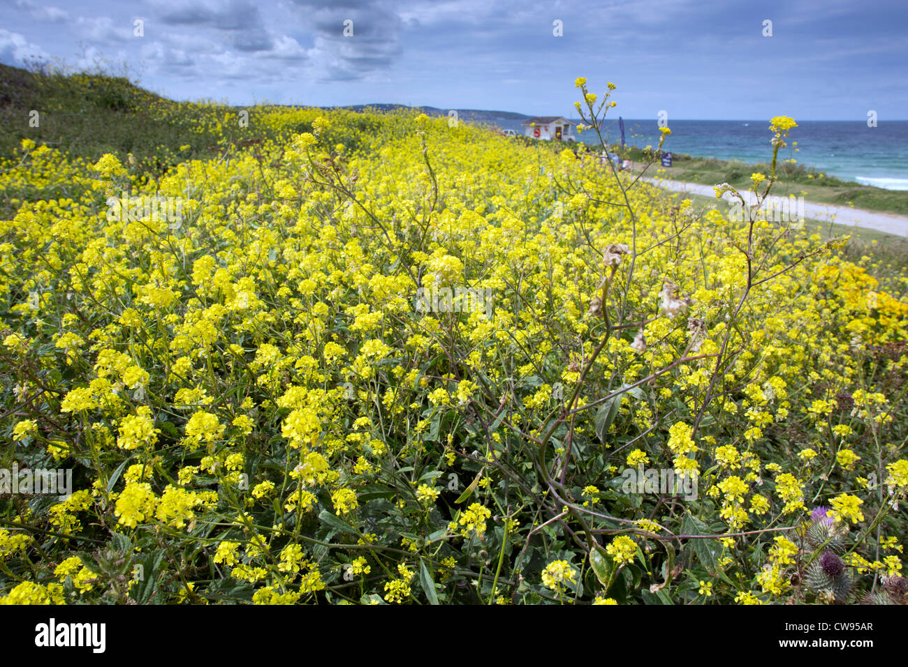Schwarzer Senf; Brassica Nigra; Sommer; Gwithian; Cornwall; UK Stockfoto