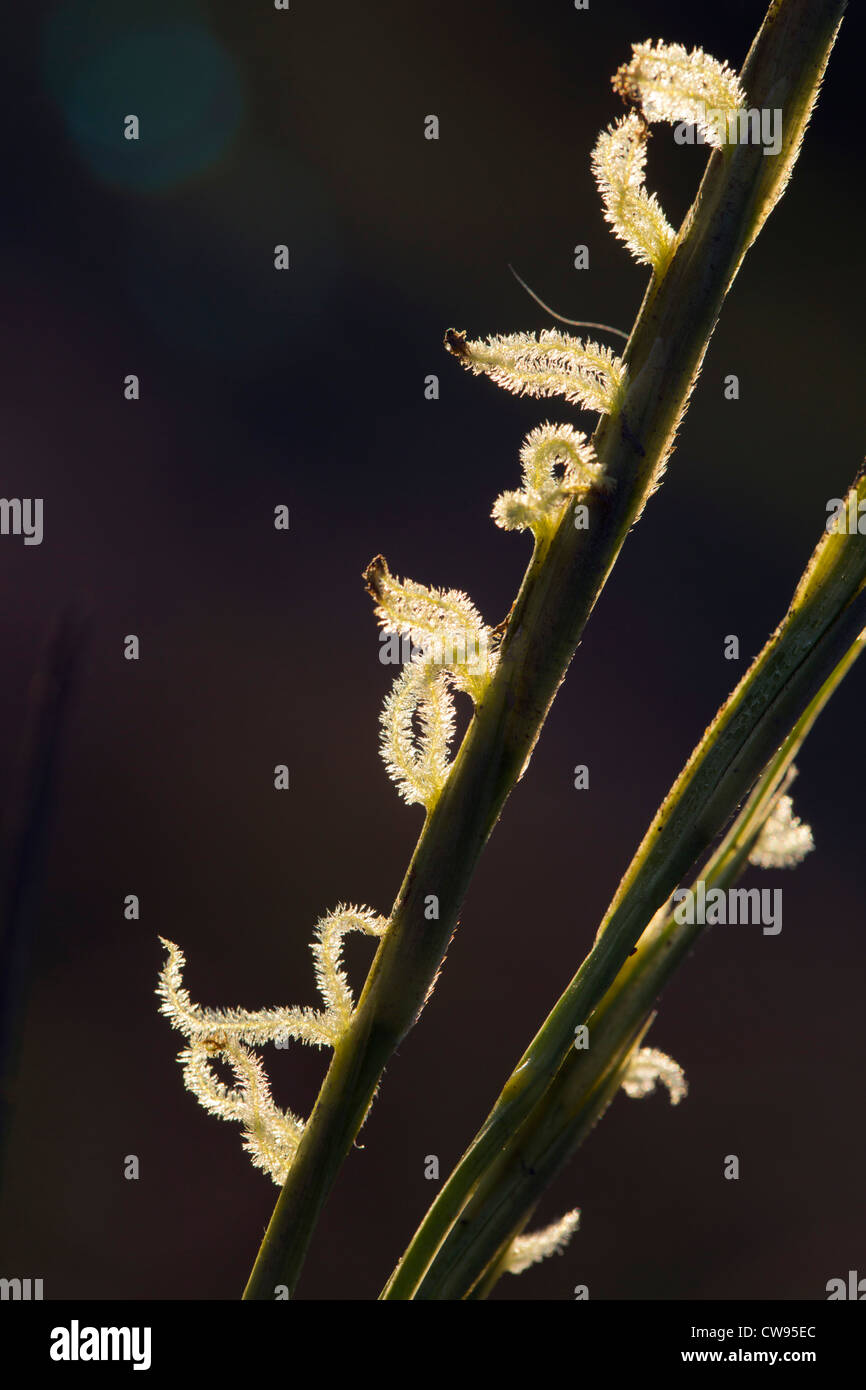 Gemeinsame Spartgras; Spartina Anglica; Blumen und Pollen; UK Stockfoto