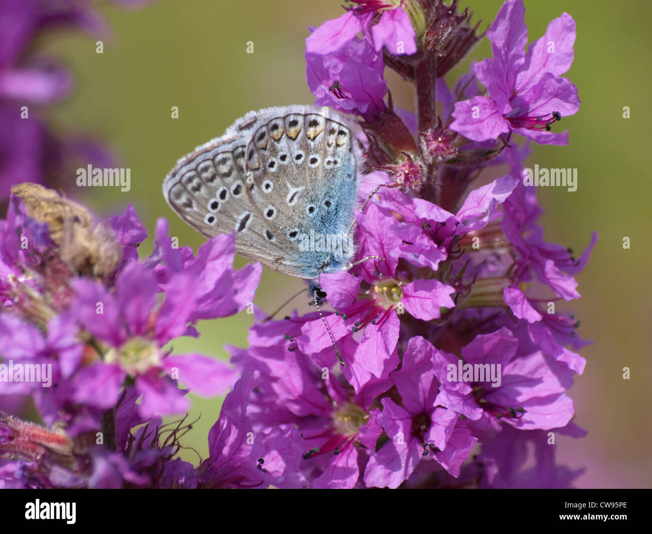 Gemeinsamen blau / Polyommatus Icarus / Hauhechel-Bläuling Stockfoto