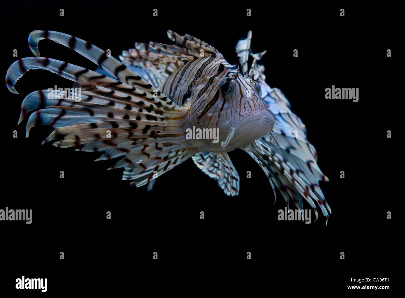 Gemeinsame Feuerfische (Pterios Meilen) Stockfoto