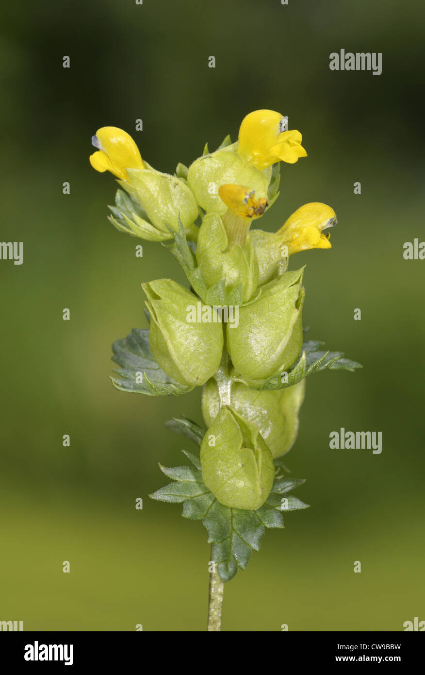 GRÖßERE gelb-RATTLE Rhinanthus Angustifolius (Scrophulariaceae) Stockfoto