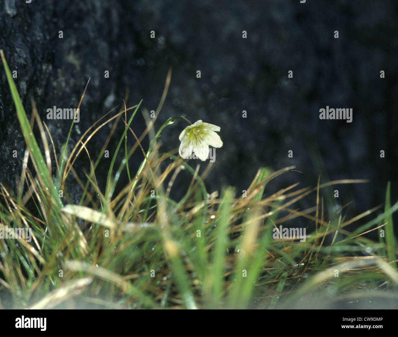 Snowdon Lilie (Lloydia Serotina) Stockfoto