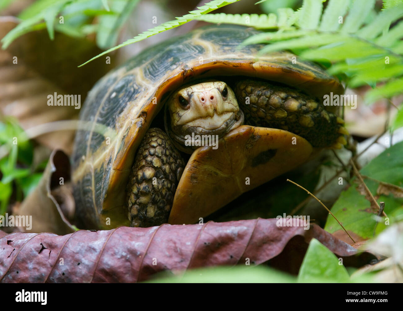 VERLÄNGERTE oder YELLOW-HEADED Schildkröte (Indotestudo Elongata) Krabi Provinz, Süd-Thailand. Vom Aussterben bedrohte Arten. Stockfoto