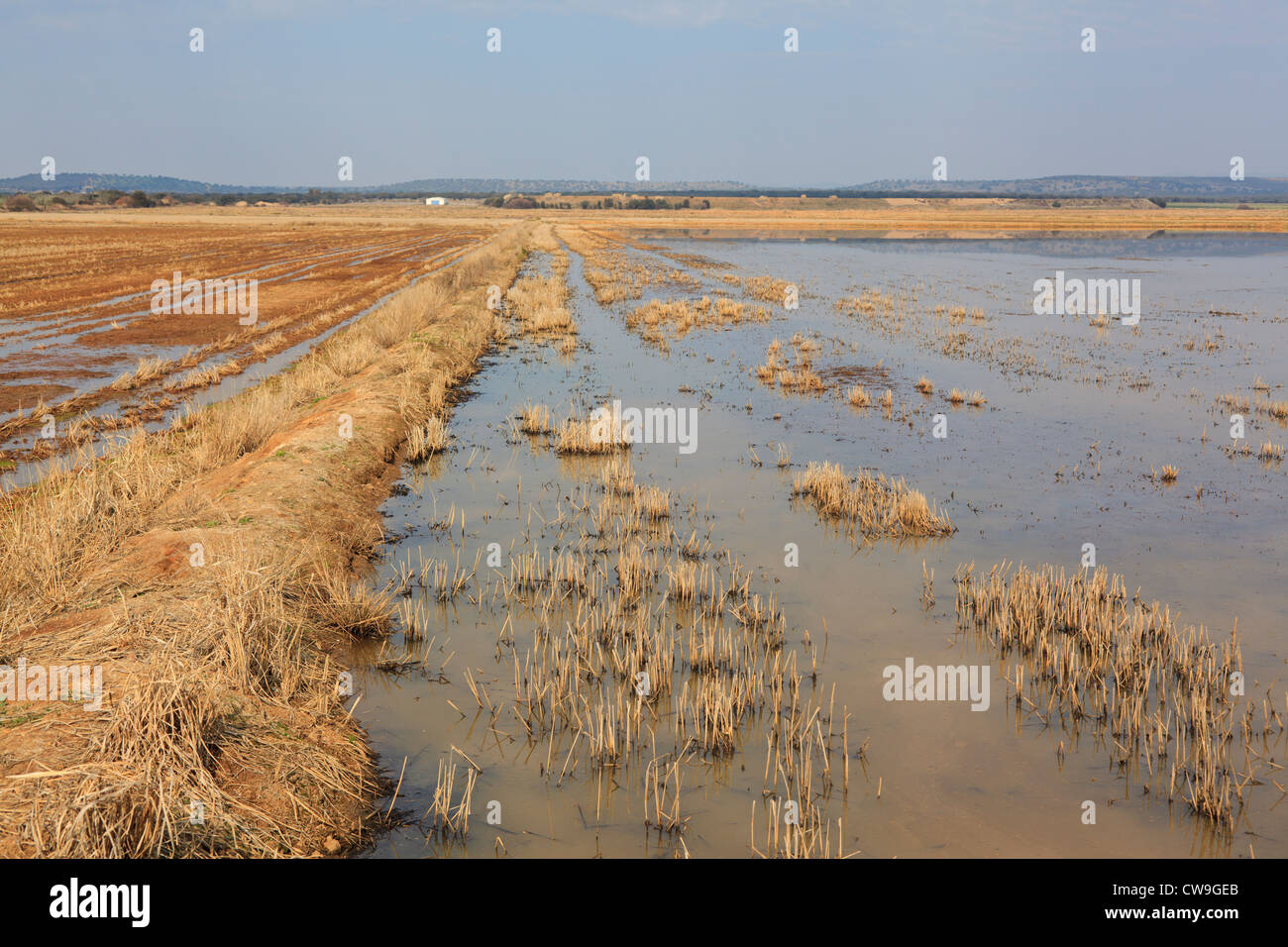 Überfluteten Felder auf Überwinterung sind für Kraniche (Grus Grus). Extremadura. Spanien. Stockfoto