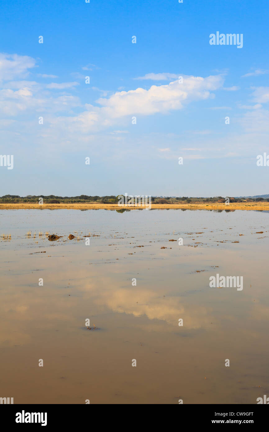 Überfluteten Felder auf Überwinterung sind für Kraniche (Grus Grus). Extremadura. Spanien. Stockfoto