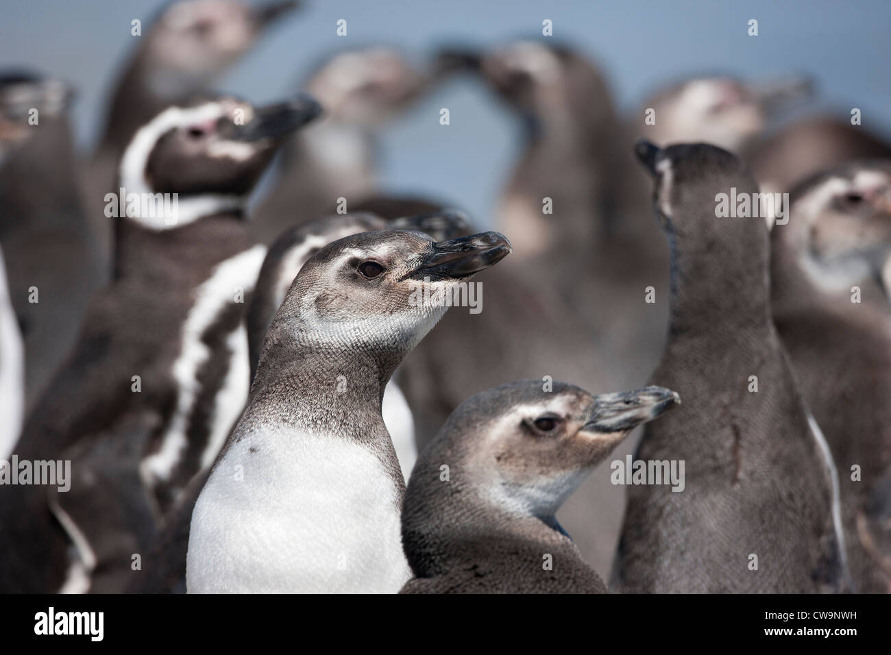 Magellan-Pinguin (Spheniscus Magellanicus) Jungvögel und Erwachsene stehen am Strand auf Saunders Island auf den Falklandinseln. Stockfoto