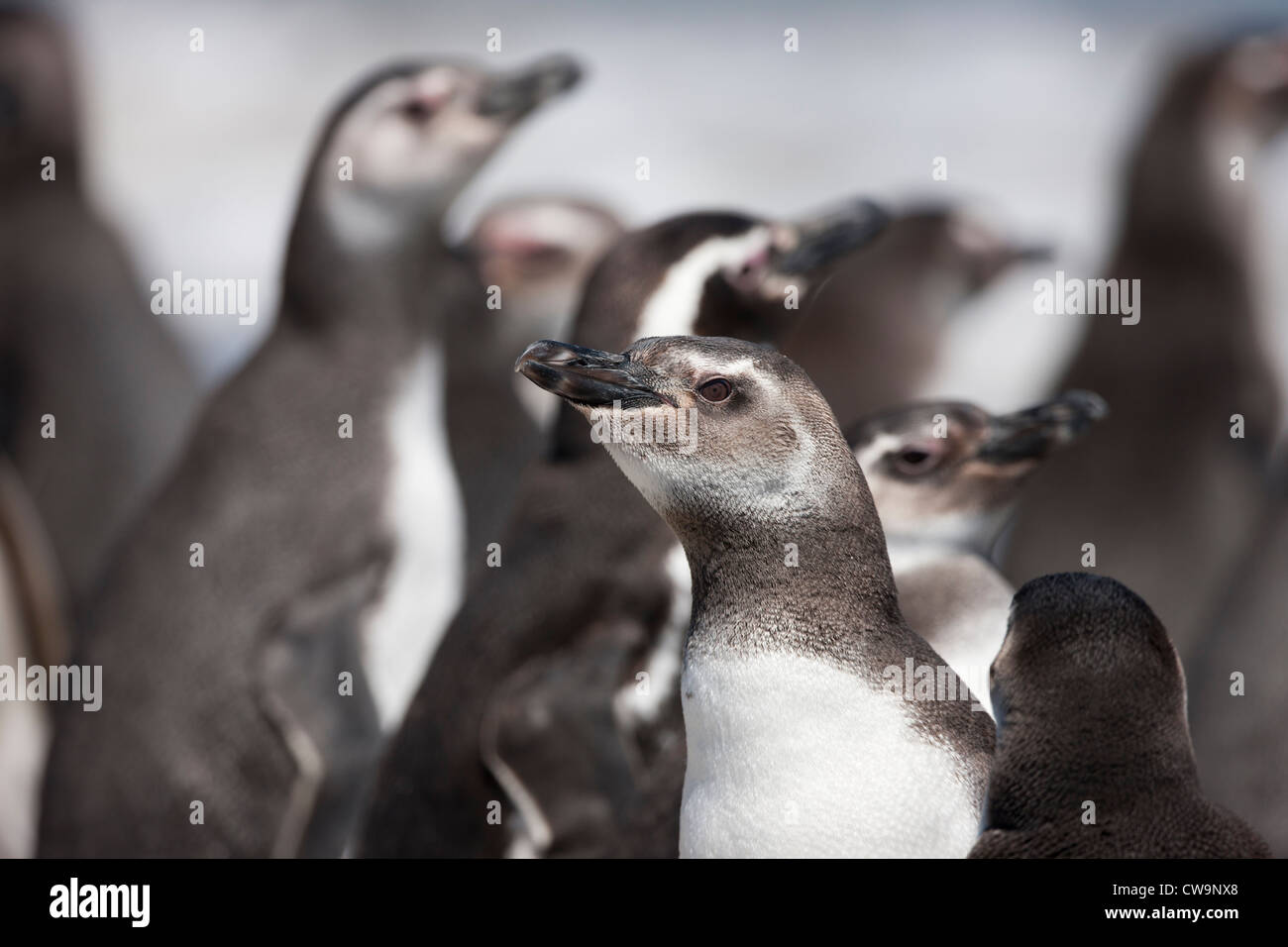 Magellan-Pinguin (Spheniscus Magellanicus) Jungvögel und Erwachsene stehen am Strand auf Saunders Island auf den Falklandinseln. Stockfoto
