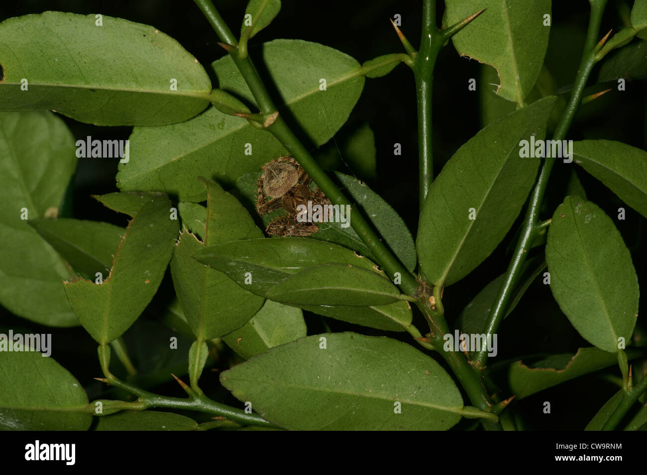 Wolfspinne Jagd auf Blatt Stockfoto