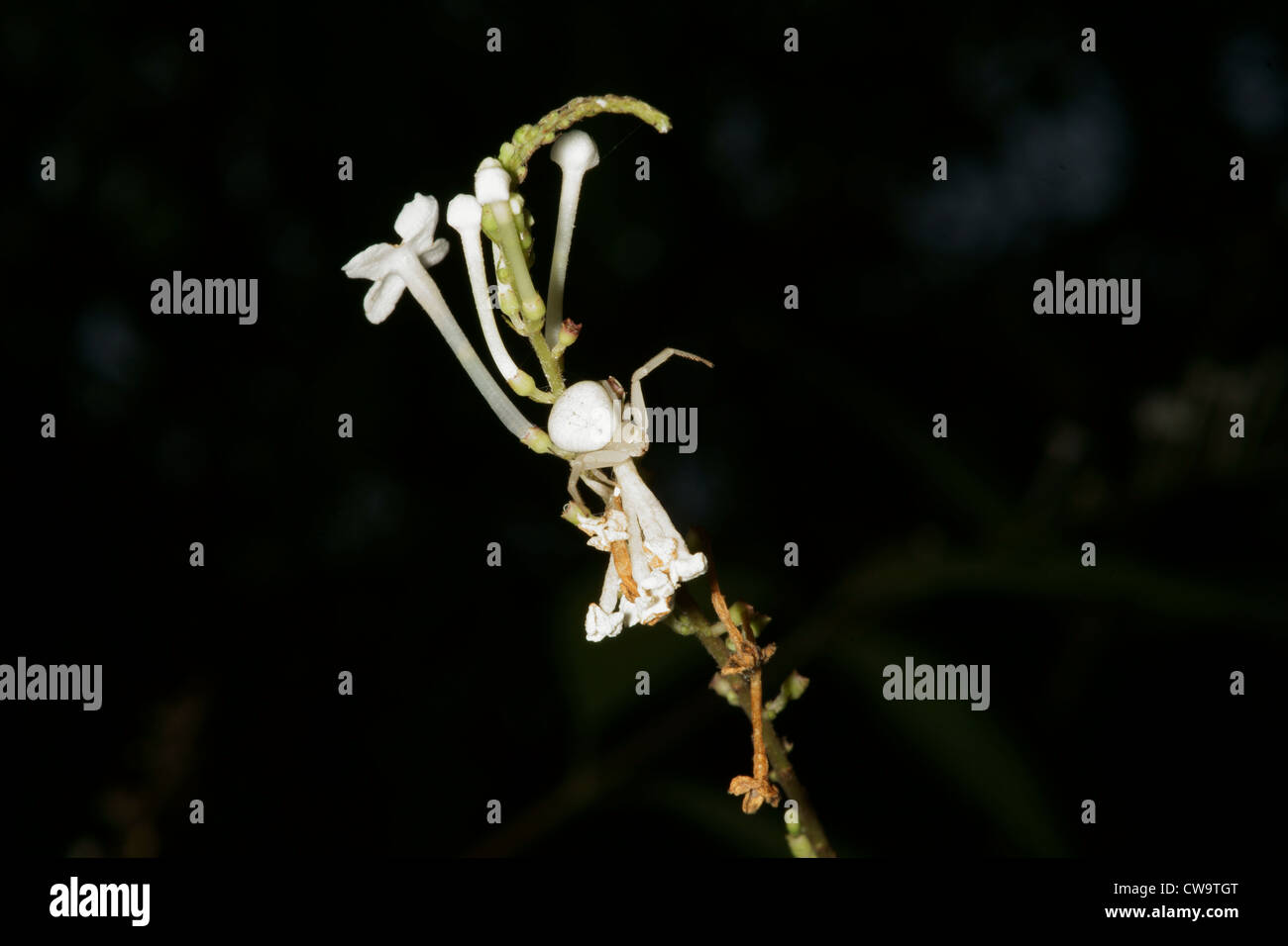 Weiße Krabbenspinne auf weiße Blume Stockfoto