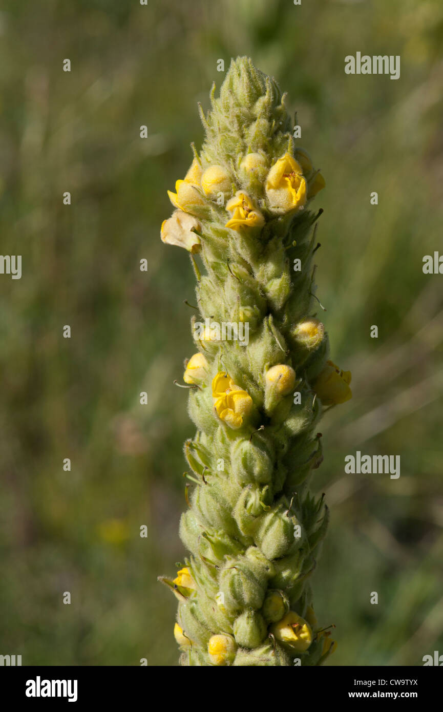 Die Blüte oben eine gemeinsame Königskerze (Verbascum Thapsus) Stockfoto