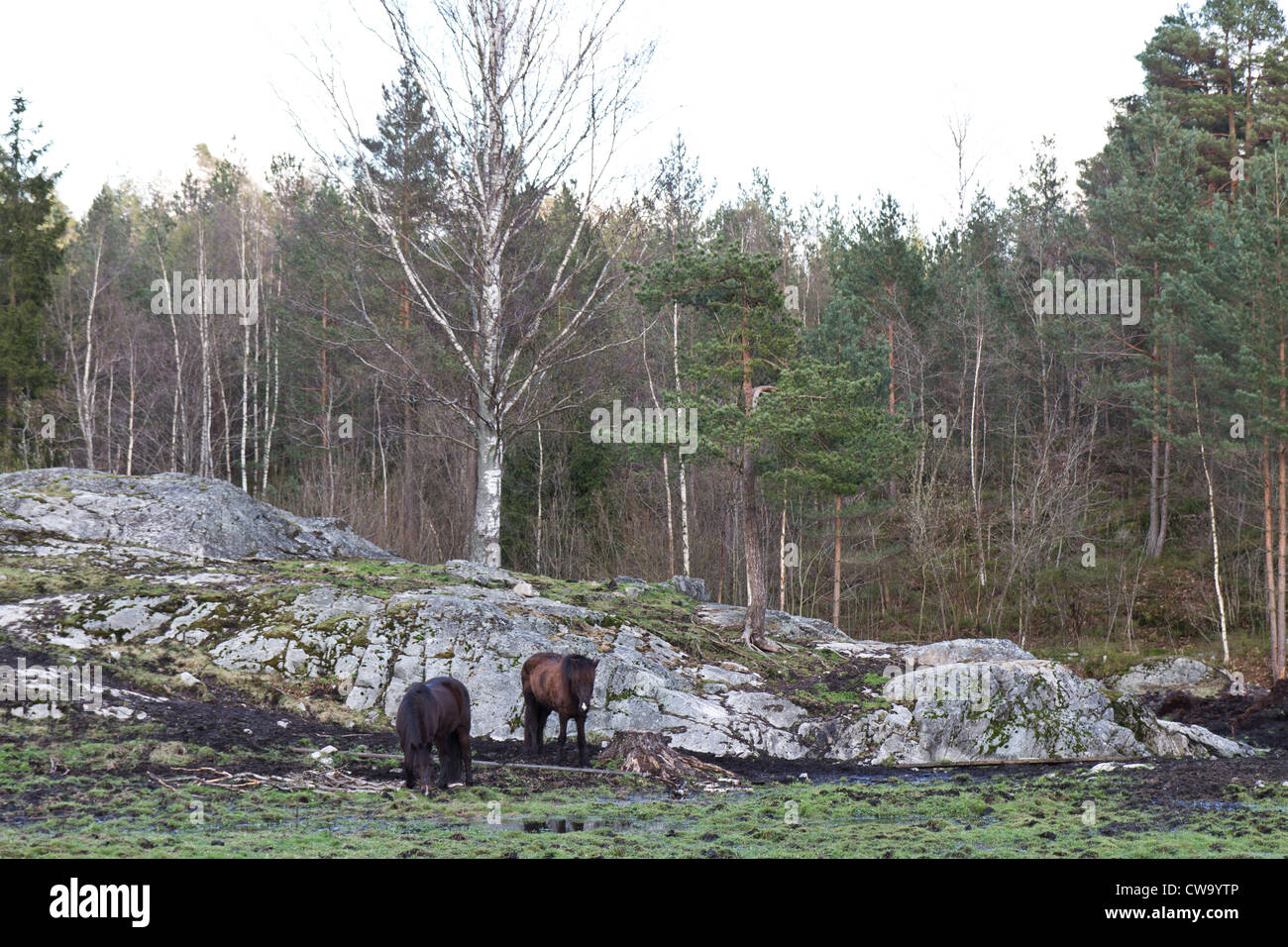 Ländliches Motiv in Norwegen mit zwei Pferden, Felsen und Wald Stockfoto
