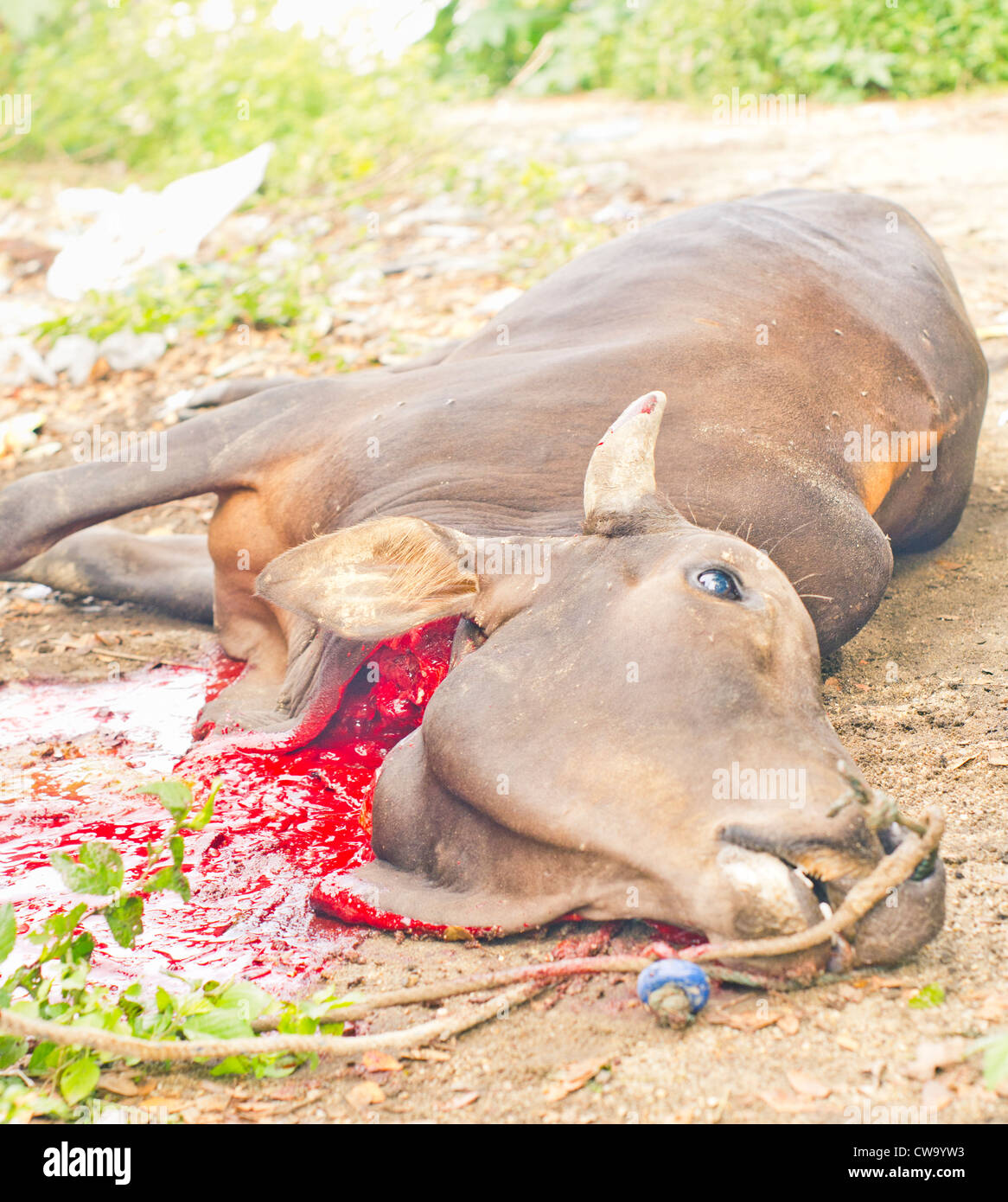 Kuh Kehle wurde als Tieropfer während Hari Raya Haji geschnitten. Stockfoto