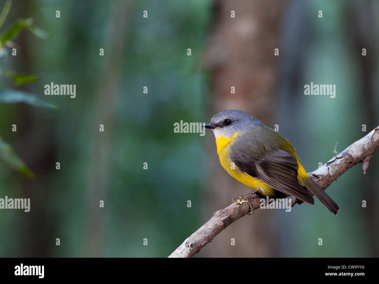 Östlichen gelbe Robin, Eopsaltria Australis, NSW, Australien Stockfoto
