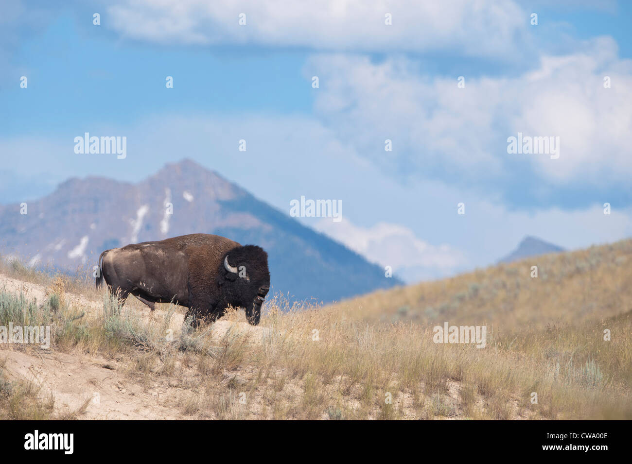 Bull Bisons (Bison Bison) vor der Mission Berge, National Bison Range Stockfoto
