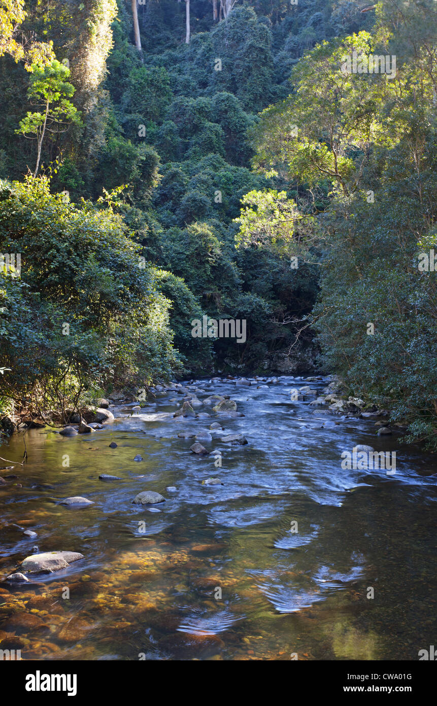 Fluss im gemäßigten Regenwald, Barrington Tops Nationalpark, New South Wales, Australien Stockfoto