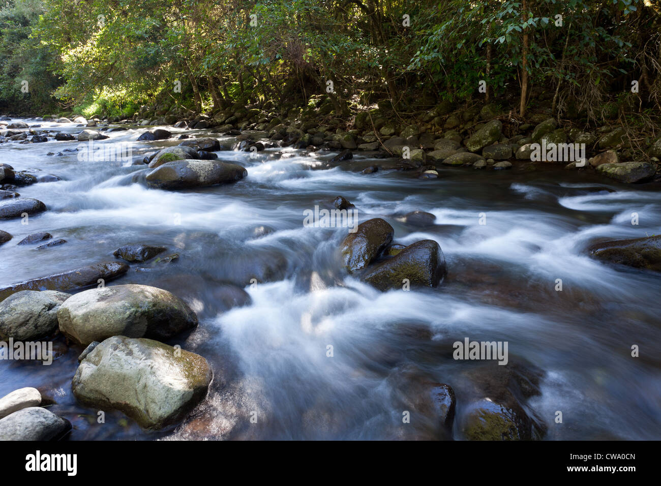 Fluss im gemäßigten Regenwald, Barrington Tops Nationalpark, New South Wales, Australien Stockfoto