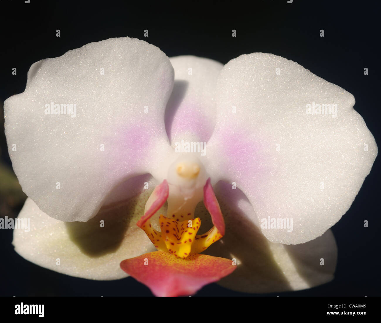 Phalaenopsis Orchideen-Arten sind mit kurzen Stielen und weniger abgerundeten, wachsartigen Blüten mit ausgeprägter Farben. Stockfoto