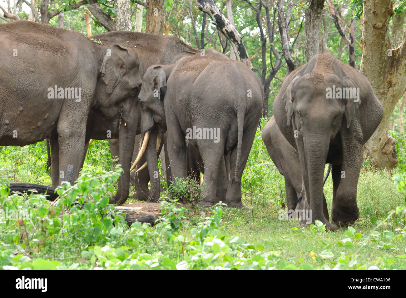 Indischen Baby-Elefanten Stockfoto