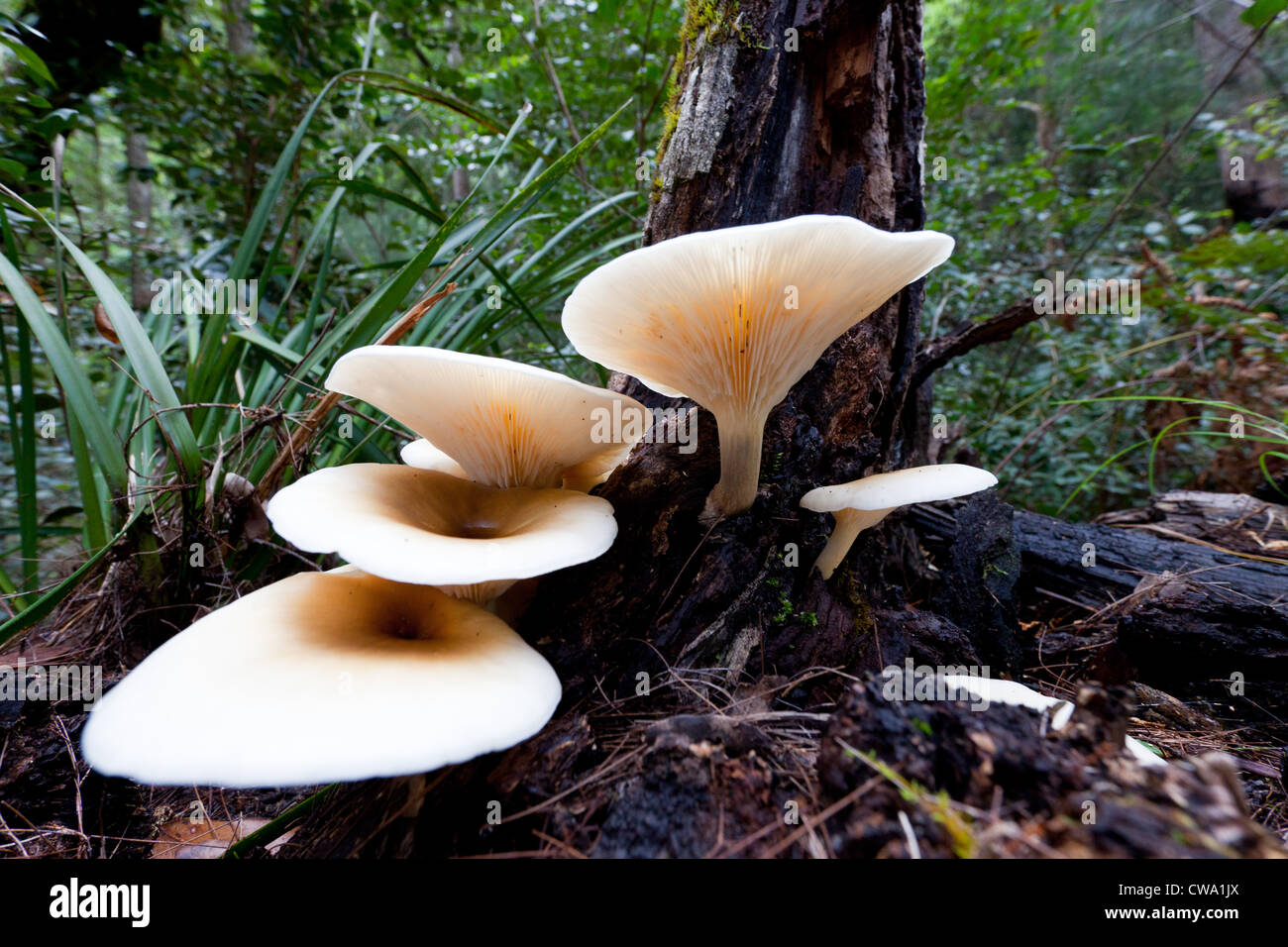 Pilze wachsen auf dem Boden eines gemäßigten Regenwaldes, Dharug Nationalpark, New South Wales Australien Stockfoto