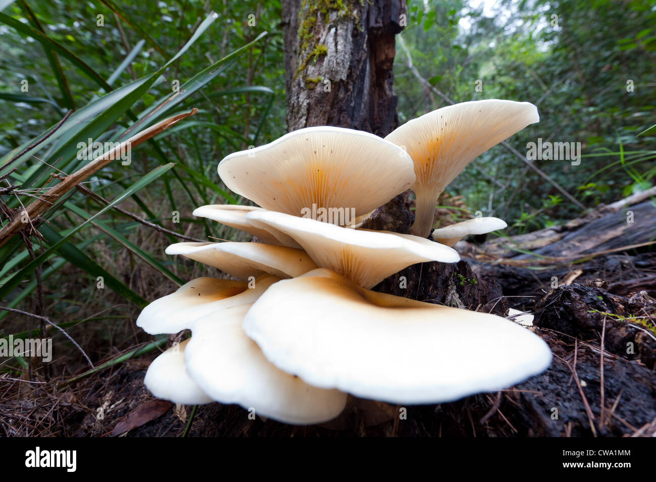 Pilze wachsen auf dem Boden eines gemäßigten Regenwaldes, Dharug Nationalpark, New South Wales Australien Stockfoto