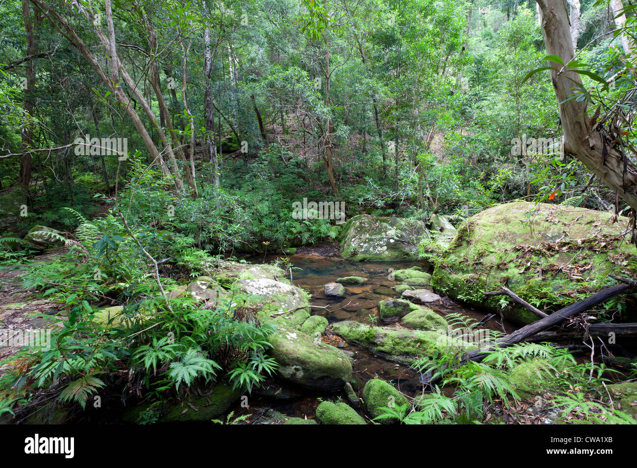 Stream im gemäßigten Regenwald, Dharug National Park, NSW, Australien Stockfoto