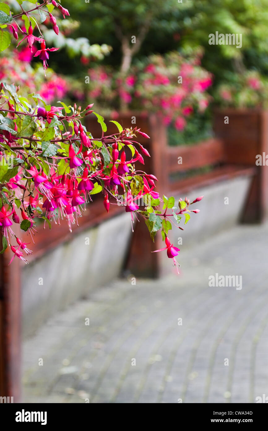 Runde Bänke und Sommerblumen im park Stockfoto