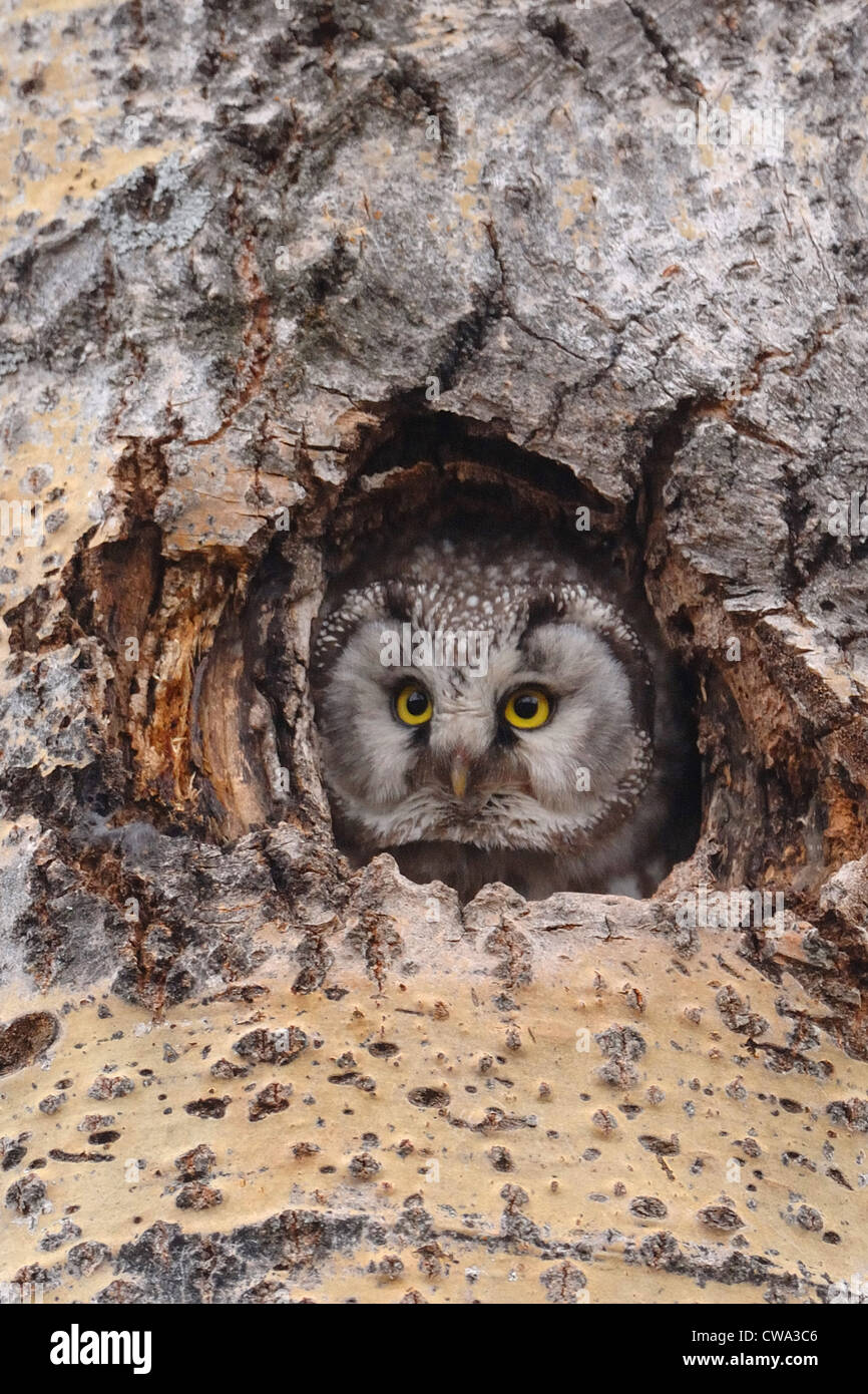Die Erwachsenen tengmalm Owl (Aegolius funereus) Peering von seinem Nest Hohlraum im finnischen Wald Stockfoto