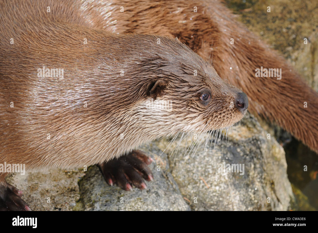 Ein Porträt der Fischotter in der finnischen Umgebung, Europa Stockfoto