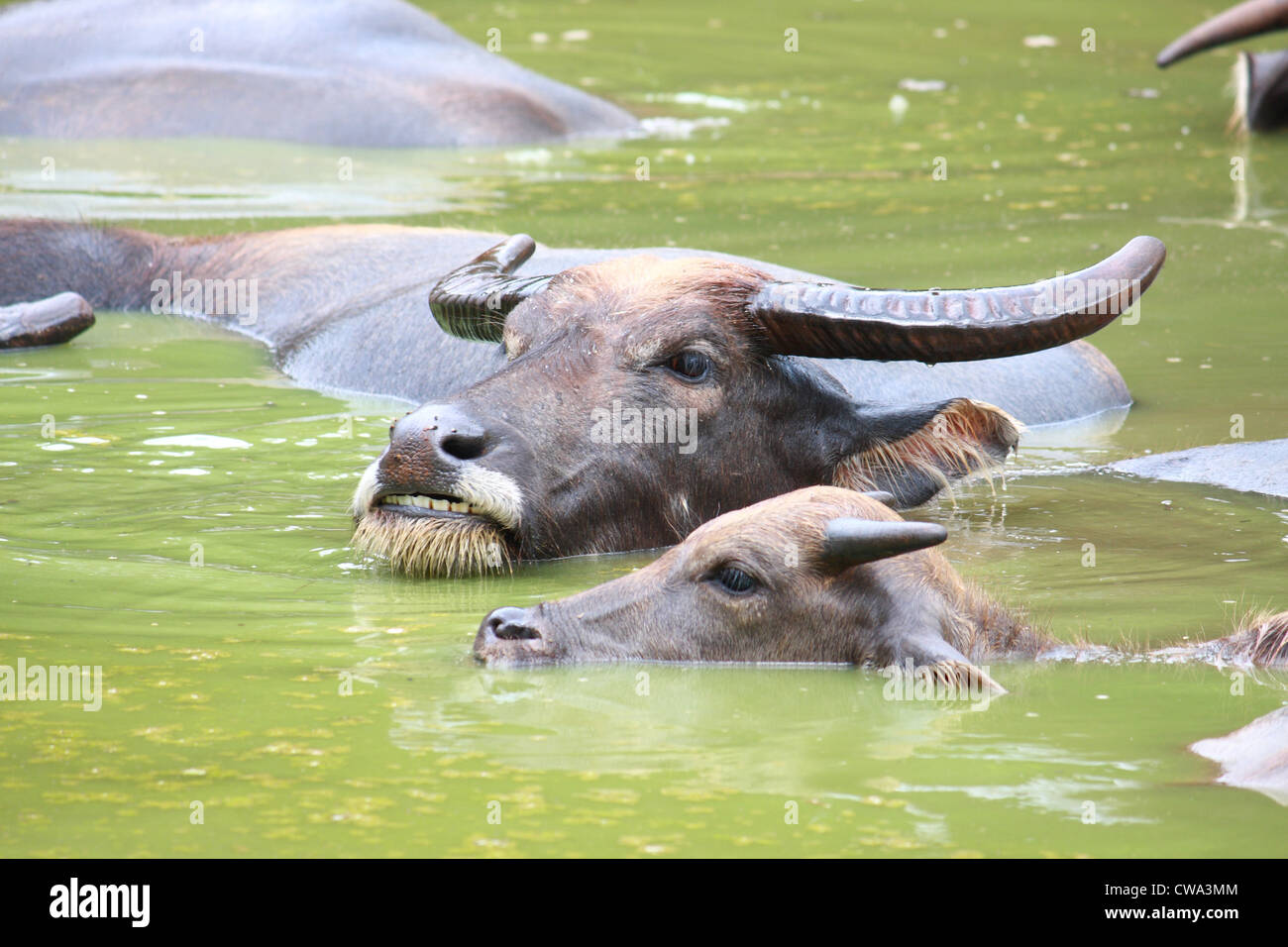 Buffalo-Rest in Smaragd Teich Stockfoto