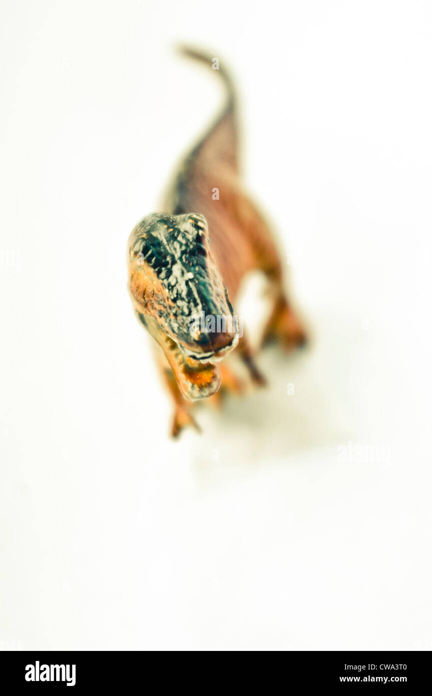 eine isolierte Tyrannosaurus Rex Dinosaurier Spielzeug mit flachen Fokus. Stockfoto