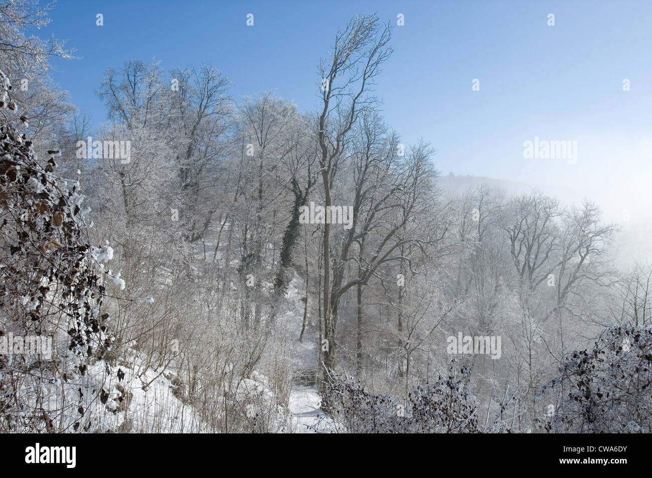 Heiliger Berg, den Wald auf den Heiligenberg Burg im Winter voller Herrlichkeit Stockfoto