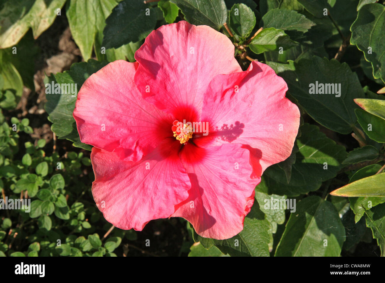 Hibiscus(Malvaceae) Stockfoto