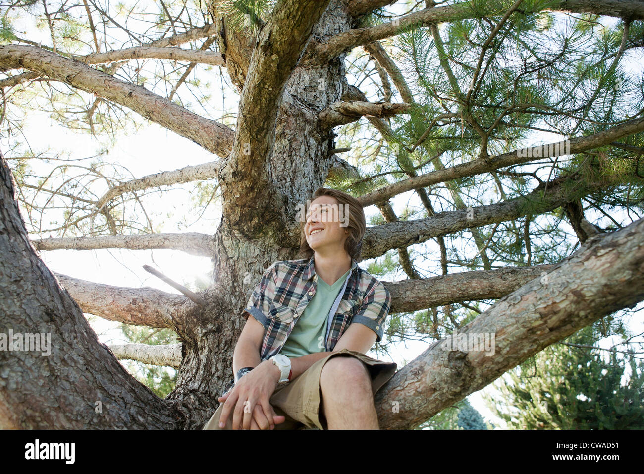 Teenager Junge sitzt im Baum, Porträt Stockfoto