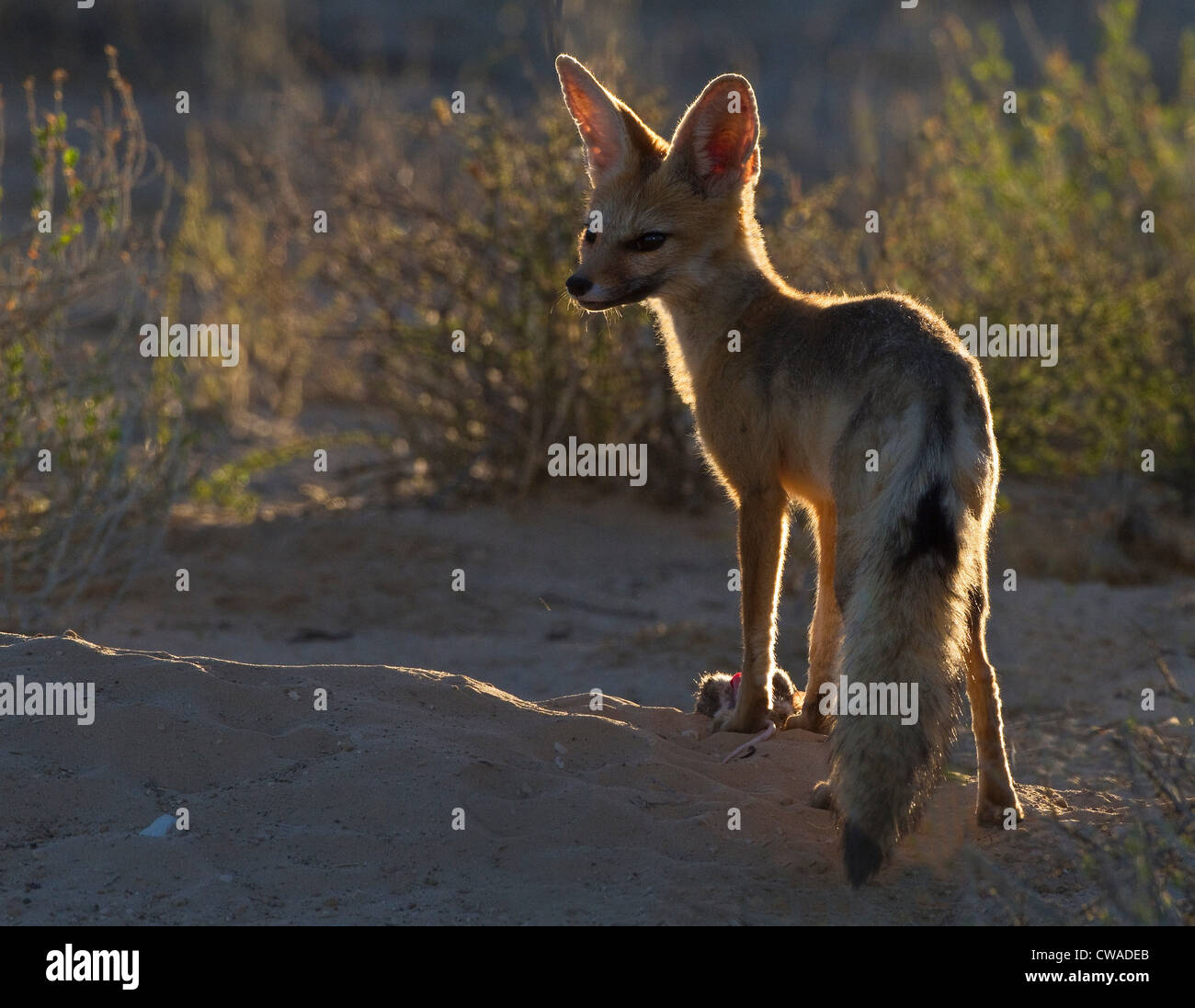 Cape Fox mit Ratte, Kgalagadi Transfrontier Park, Afrika Stockfoto