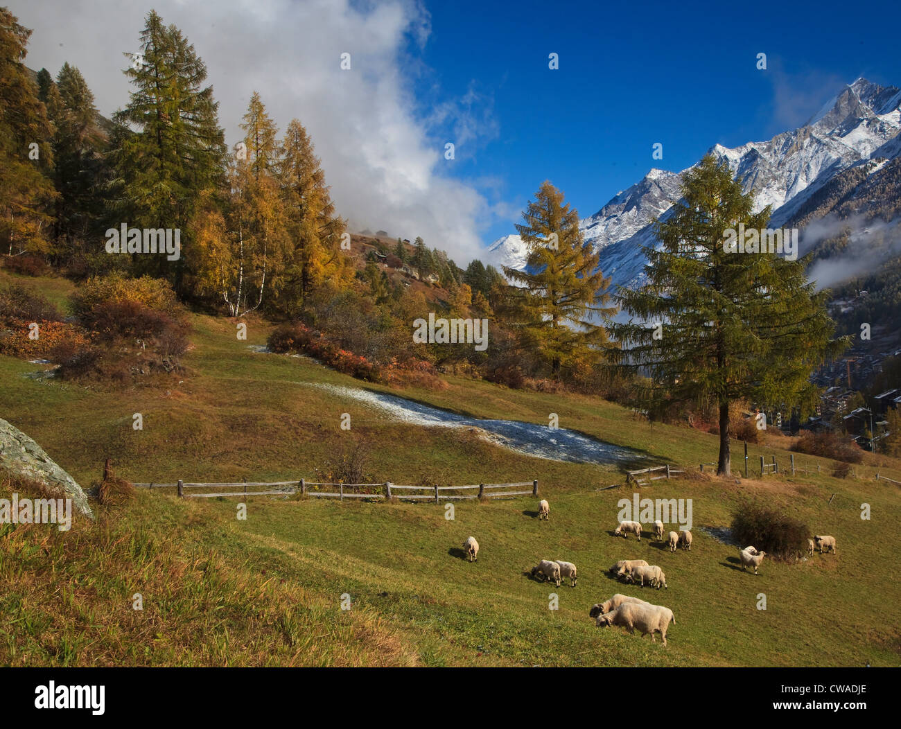 Schafe auf Weide in Zermatt, Schweiz Stockfoto