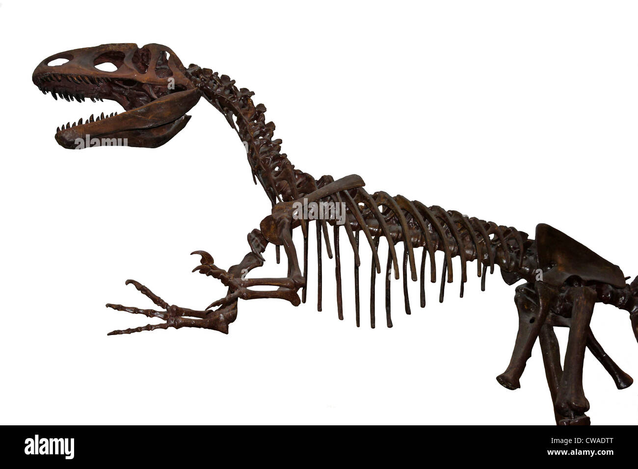 Megalosaurus - eine große Fleisch fressenden theropode Dinosaurier von der mittleren Jurazeit Europas Stockfoto