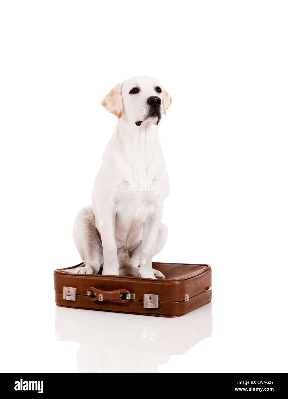 Schöner Hund der Rasse Labrador Retriever sitzend über Gepäck Stockfoto