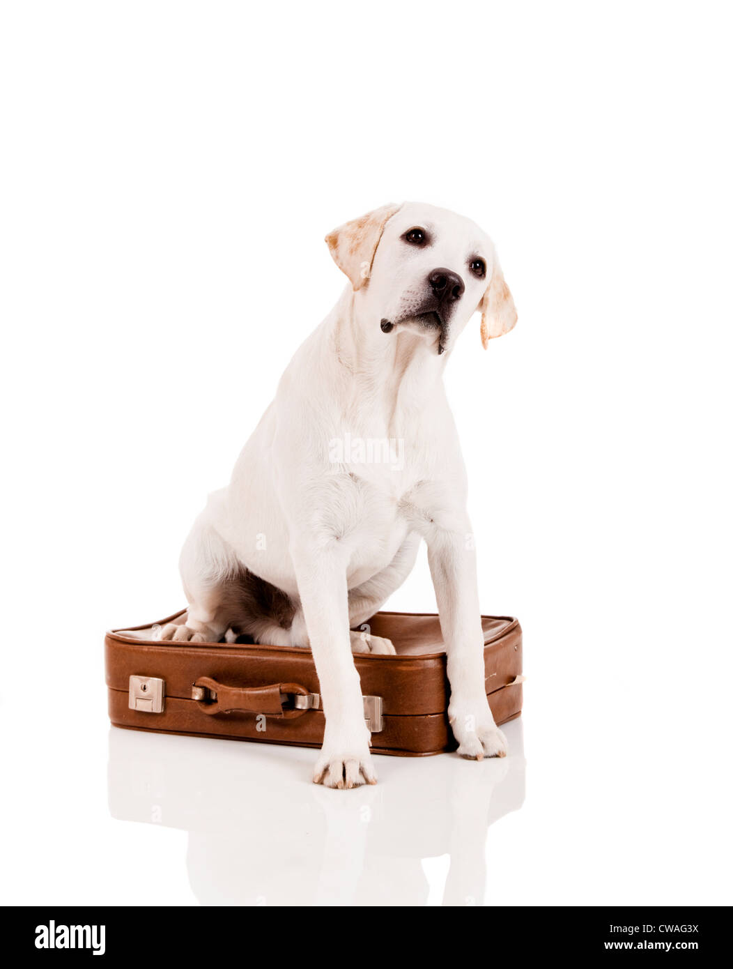 Schöner Hund der Rasse Labrador Retriever sitzend über Gepäck Stockfoto