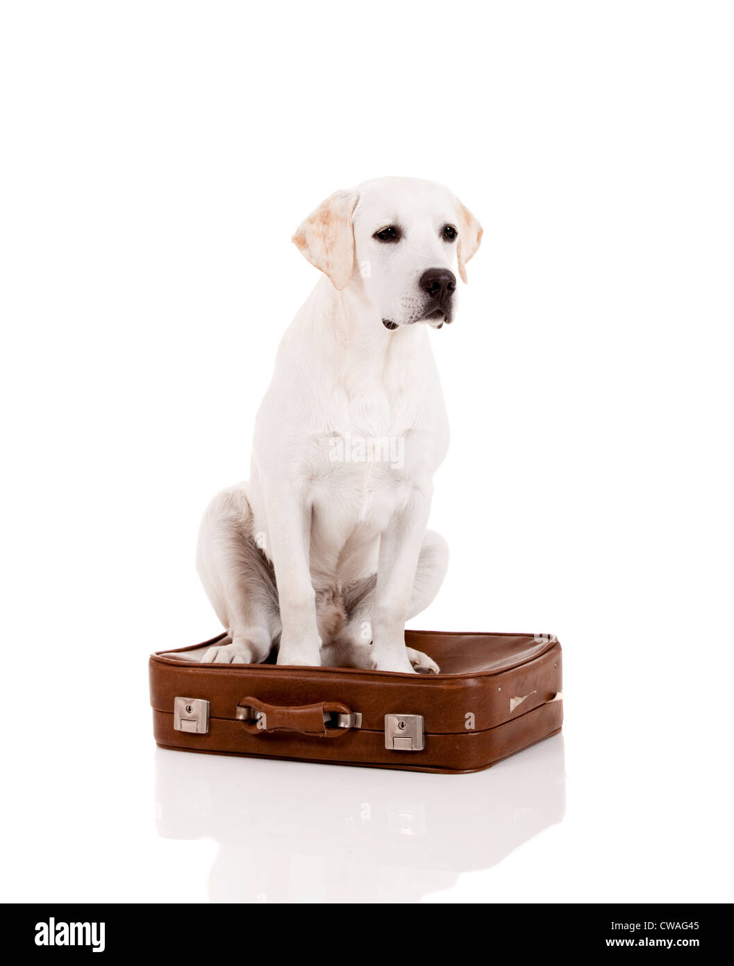 Schöner Hund der Rasse Labrador Retriever sitzend über Gepäck Stockfoto