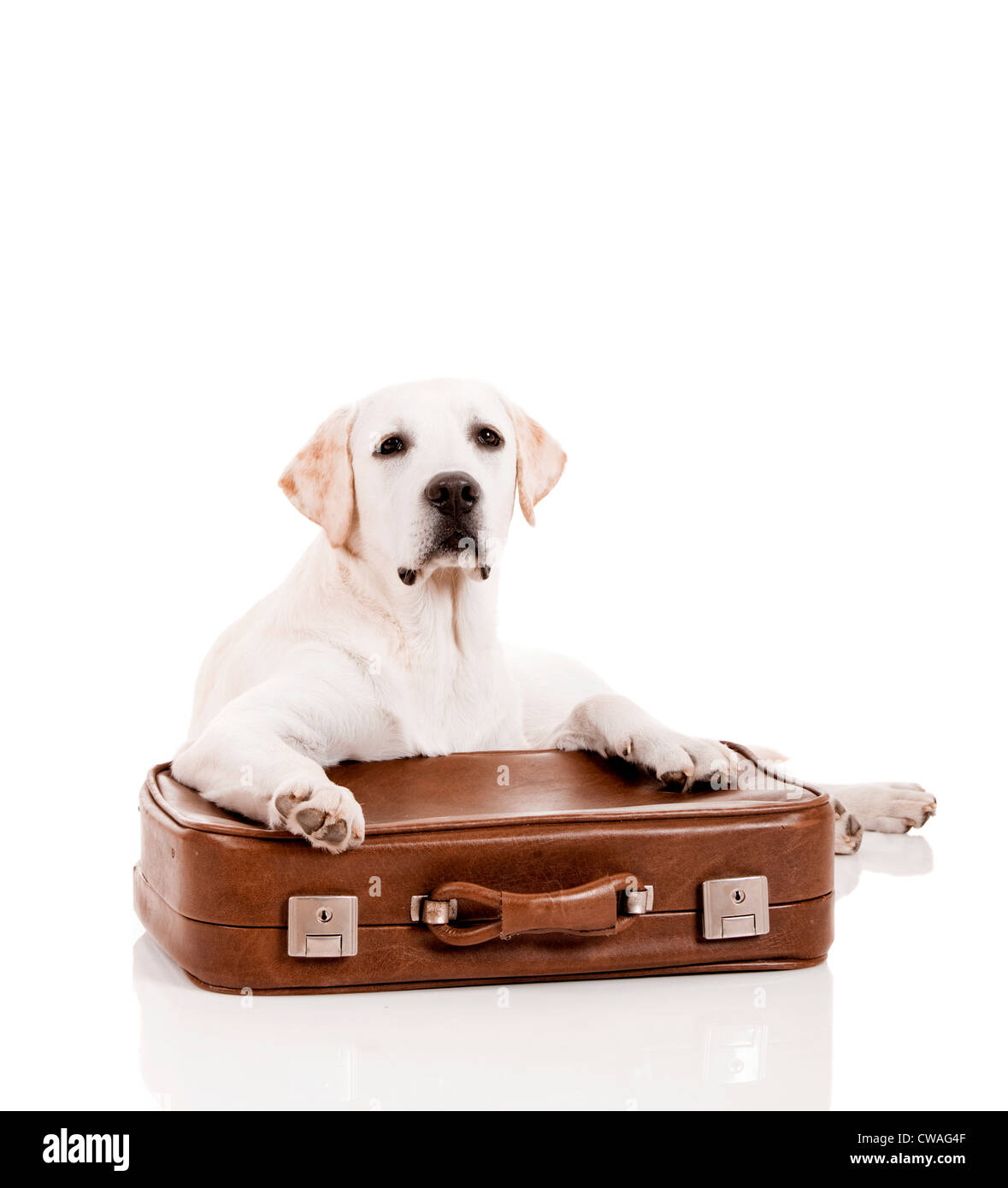 Schöner Hund der Rasse Labrador Retriever liegend über Gepäck Stockfoto