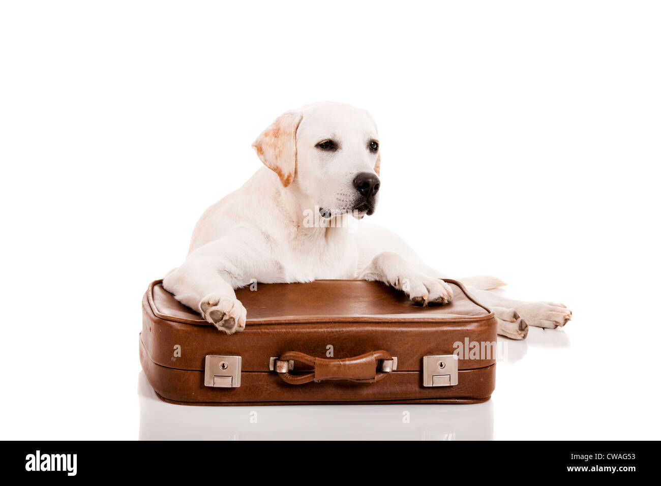 Schöner Hund der Rasse Labrador Retriever liegend über Gepäck Stockfoto