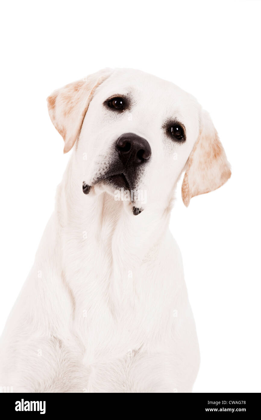 Schöner Hund der Rasse Labrador sitzen und isoliert auf weiss Stockfoto