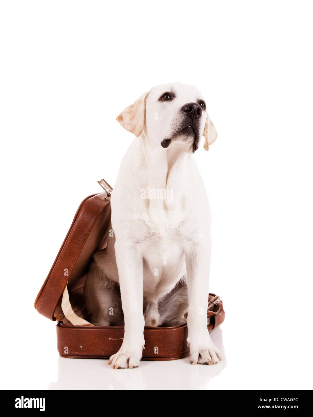 Schöner Hund der Rasse Labrador Retriever sitzend in einem offenen Gepäck Stockfoto