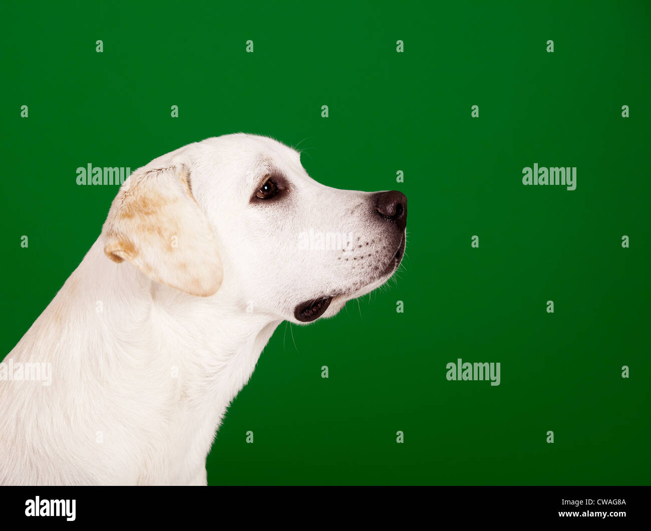 Schöner Hund der Rasse Labrador sitzen und isoliert auf grün Stockfoto