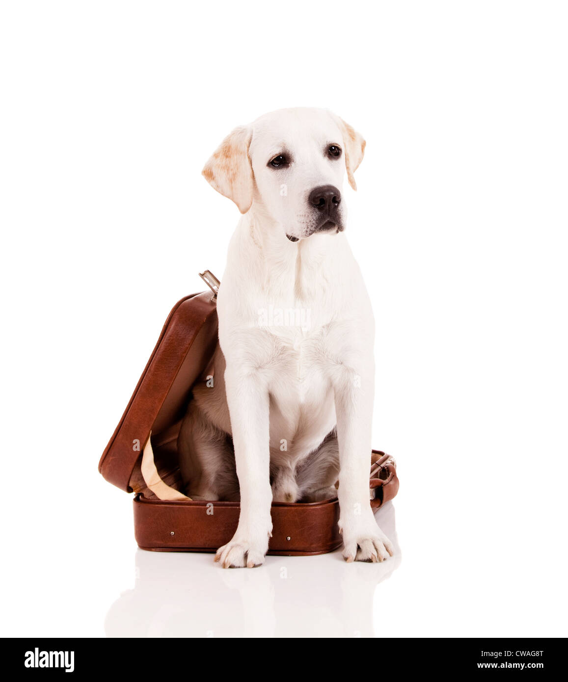 Schöner Hund der Rasse Labrador Retriever sitzend in einem offenen Gepäck Stockfoto