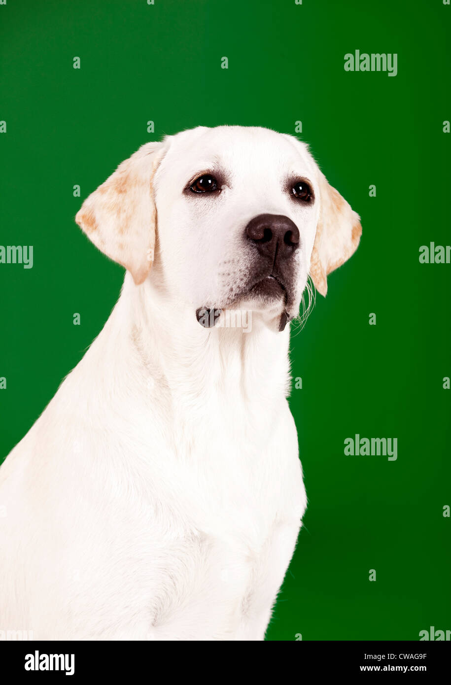 Schöner Hund der Rasse Labrador sitzen und isoliert auf grün Stockfoto