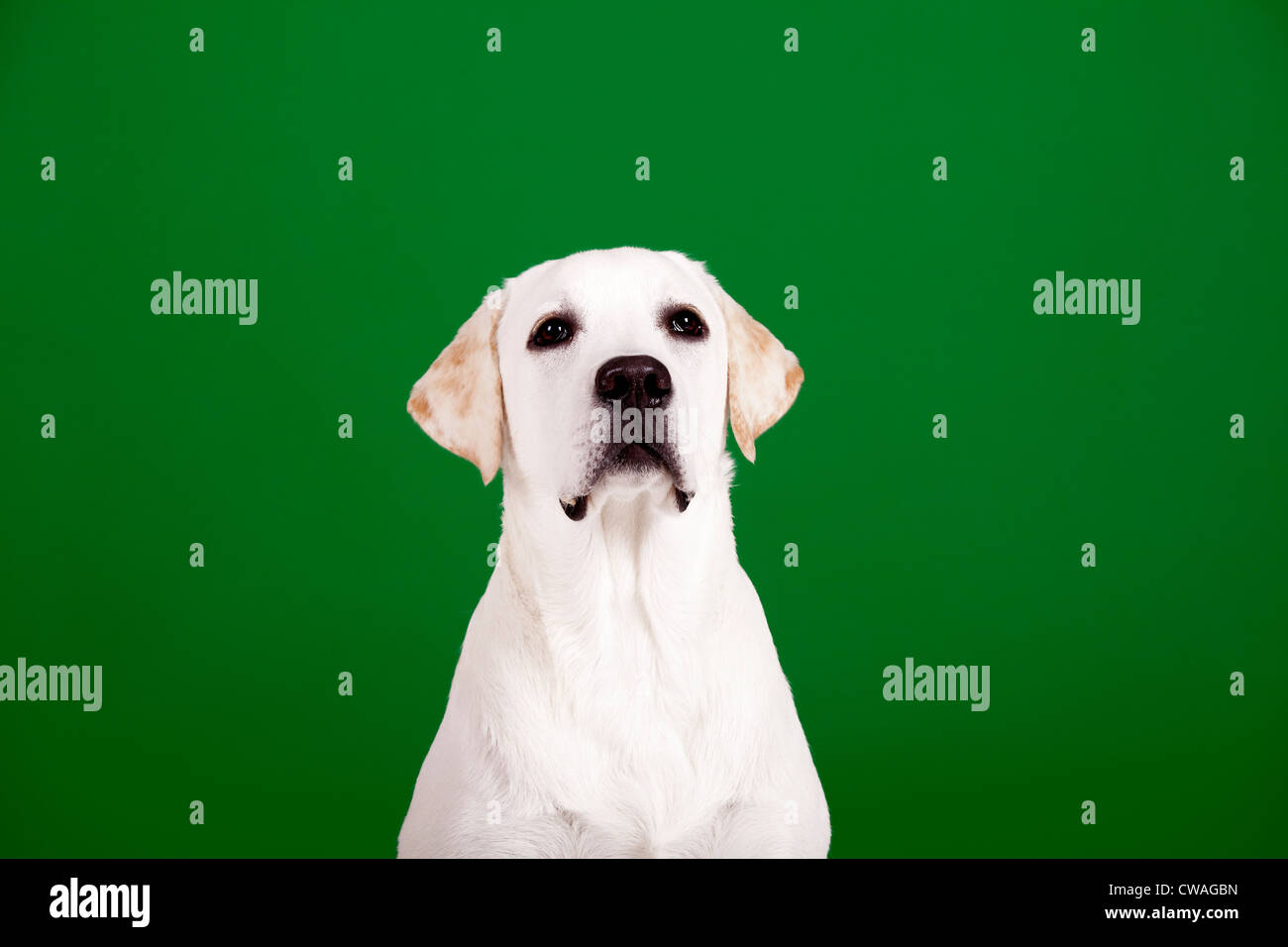 Schöner Hund der Rasse Labrador sitzen und isoliert auf grün Stockfoto