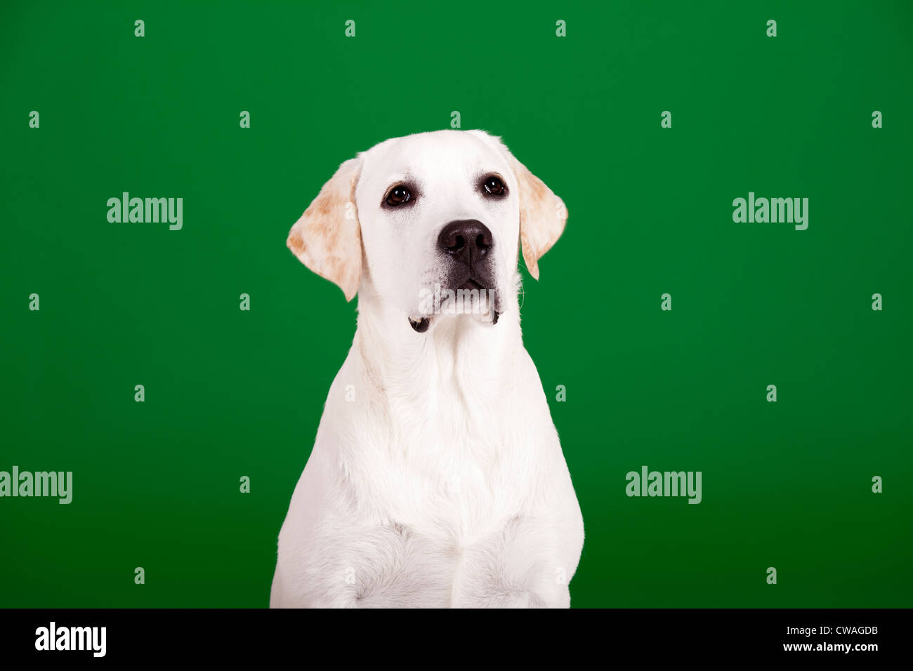 Schöner Hund der Rasse Labrador sitzen und isoliert auf grün Stockfoto