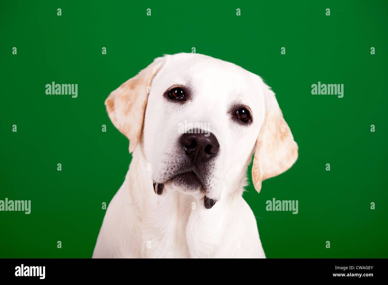 Schöner Hund der Rasse Labrador sitzen und isoliert auf grün Stockfoto