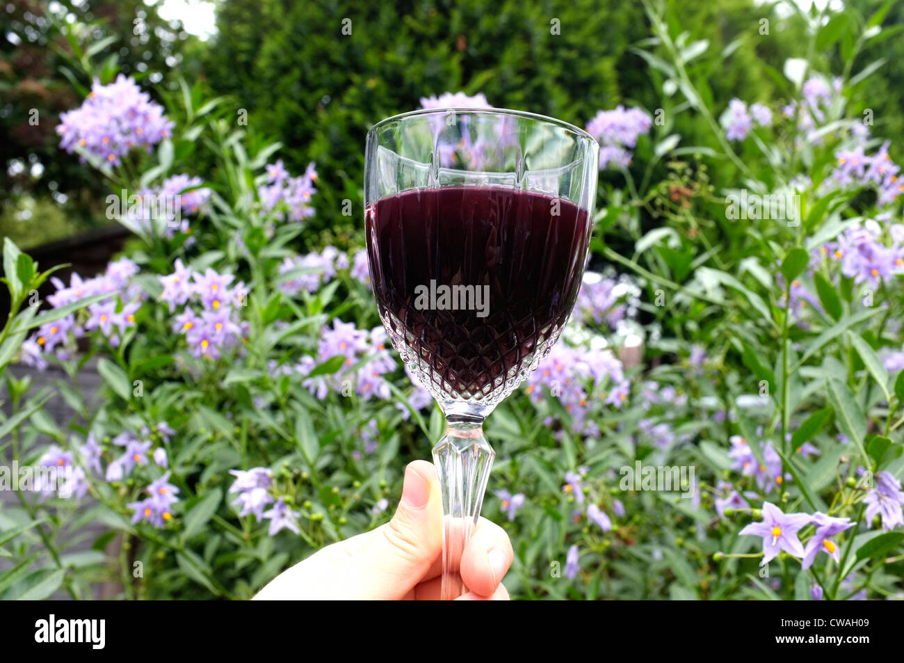 Hand hält ein Glas Rotwein nach oben Kent uk 2012 Stockfoto